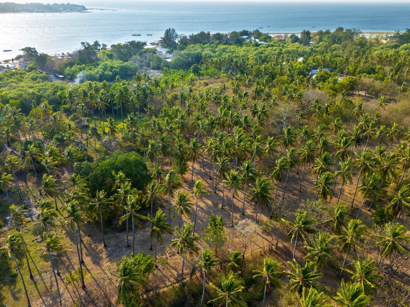 Palmbos dat doorloopt tot aan de kust